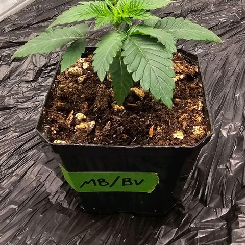 Motorbreath x Black Velvet growlog timeline photo