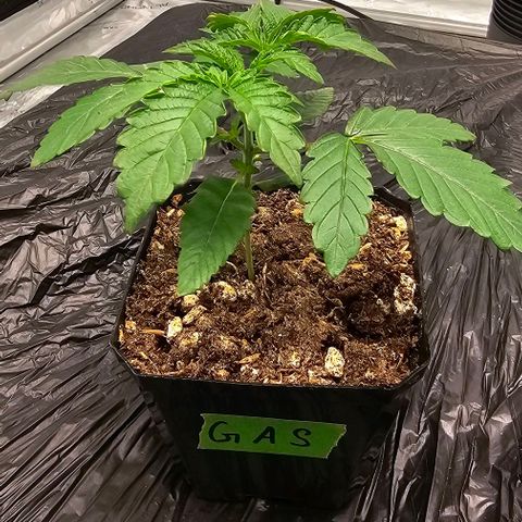 Granny's Apple Sass growlog timeline photo