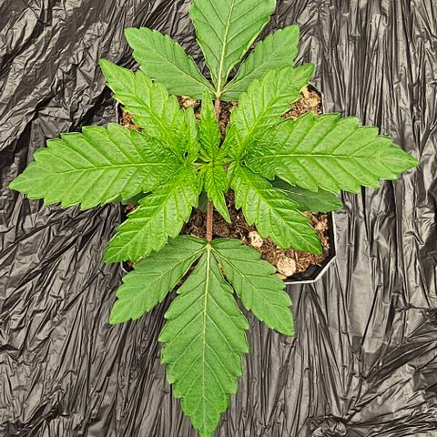 AB x PR growlog timeline photo