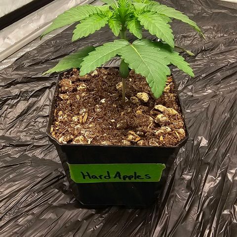 Hard Apples growlog timeline photo