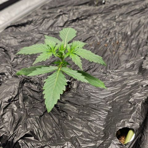 Fairy Cake V1 -(Mephisto) growlog timeline photo