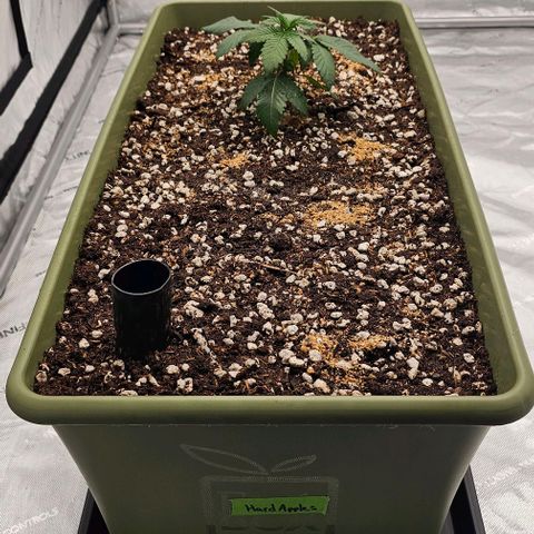 Hard Apples growlog timeline photo