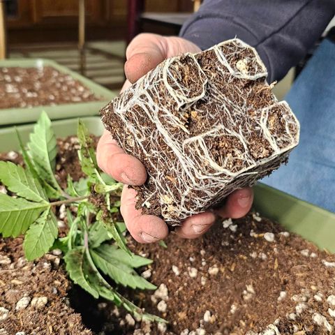 Hard Apples growlog timeline photo