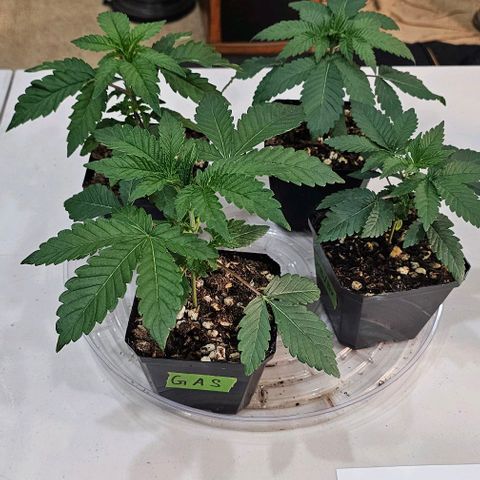 Hard Apples growlog timeline photo