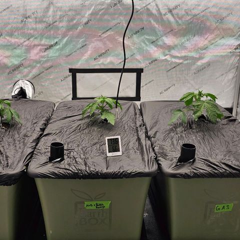 Hard Apples growlog timeline photo