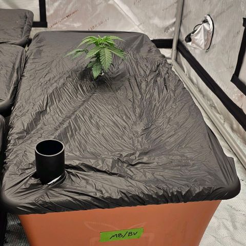 Motorbreath x Black Velvet growlog timeline photo