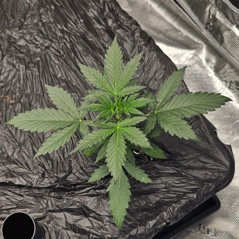 Fairy Cake V1 -(Mephisto) growlog timeline photo