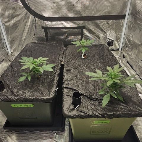 Fairy Cake V1 -(Mephisto) growlog timeline photo