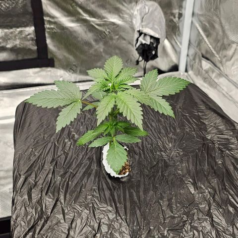 Fairy cake -(Mephisto) V2 growlog timeline photo