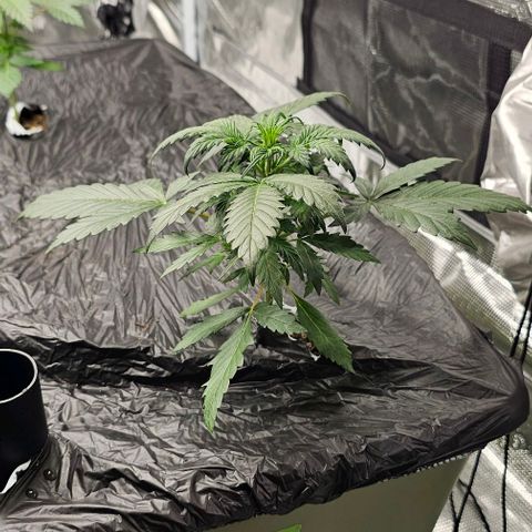 Fairy Cake V1 -(Mephisto) growlog timeline photo