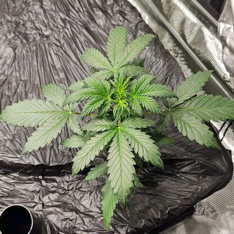 Fairy Cake V1 -(Mephisto) growlog timeline photo