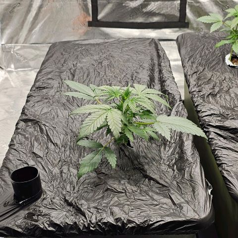 Skywalker-CDLC - (Mephisto) growlog timeline photo