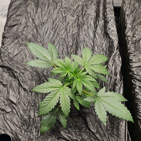 Skywalker-CDLC - (Mephisto) growlog timeline photo