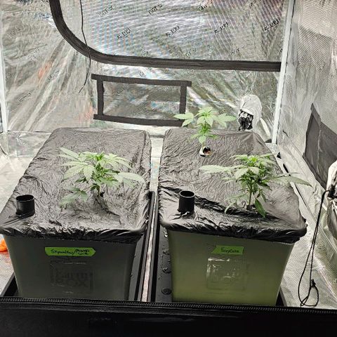 Fairy Cake V1 -(Mephisto) growlog timeline photo