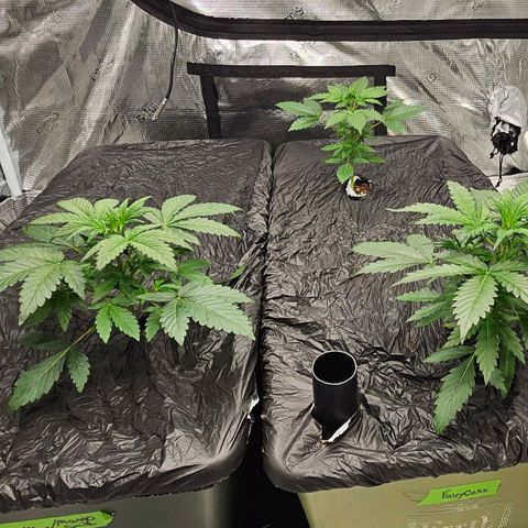 Fairy Cake V1 -(Mephisto) growlog timeline photo