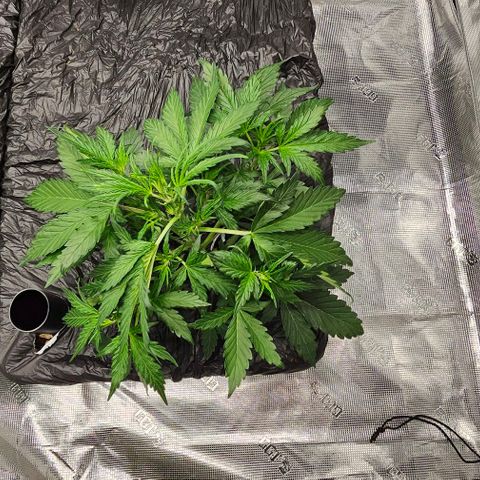 Fairy Cake V1 -(Mephisto) growlog timeline photo