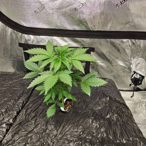 Fairy Cake V1 -(Mephisto) growlog timeline photo