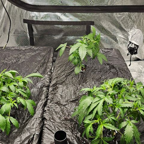 Fairy Cake V1 -(Mephisto) growlog photo: Lst on V2 FC