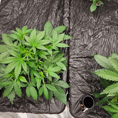 Fairy Cake V1 -(Mephisto) growlog timeline photo