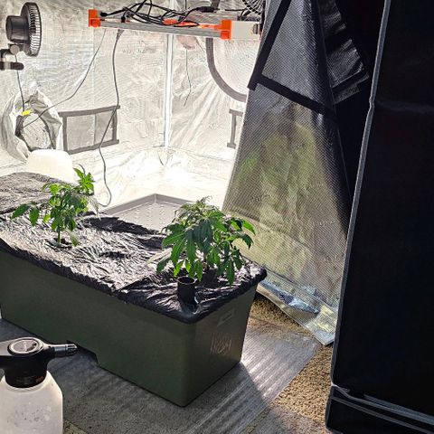 Fairy Cake V1 -(Mephisto) growlog timeline photo