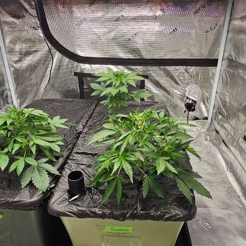 Fairy Cake V1 -(Mephisto) growlog timeline photo