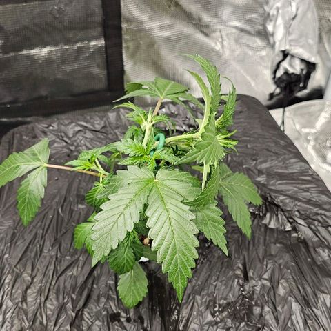 Fairy Cake V1 -(Mephisto) growlog photo: Lst on V2 FC