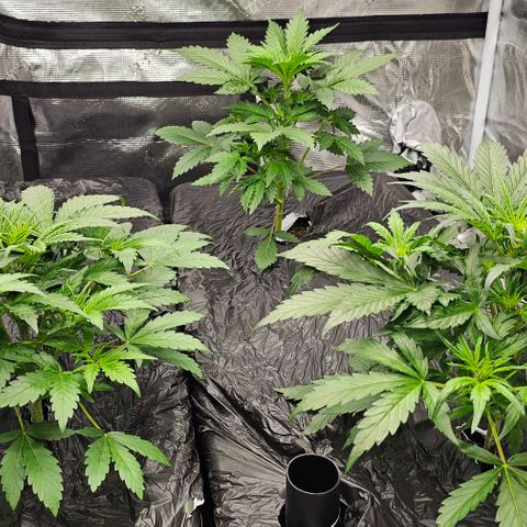Fairy Cake V1 -(Mephisto) growlog timeline photo