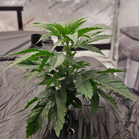 AB x PR growlog timeline photo