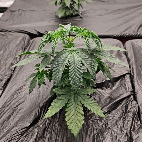 Granny's Apple Sass growlog timeline photo
