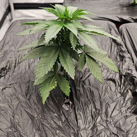 Hard Apples growlog timeline photo