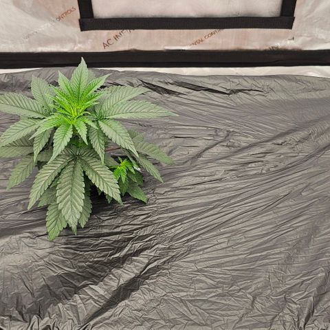 Motorbreath x Black Velvet growlog timeline photo
