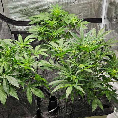Fairy Cake V1 -(Mephisto) growlog timeline photo