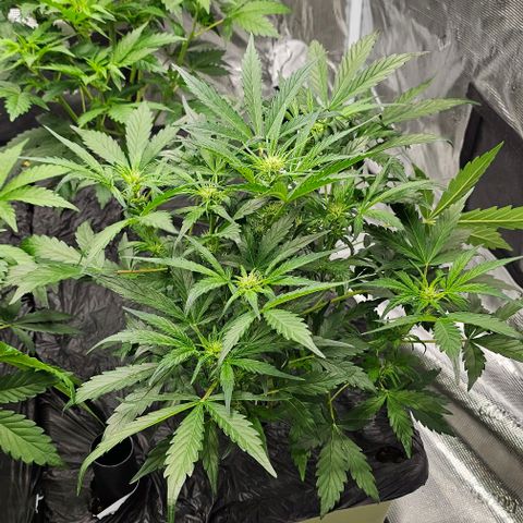Fairy Cake V1 -(Mephisto) growlog timeline photo