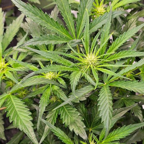 Fairy Cake V1 -(Mephisto) growlog timeline photo