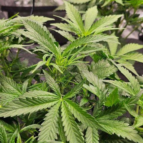 Skywalker-CDLC - (Mephisto) growlog timeline photo