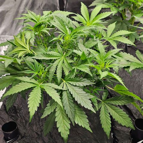 Skywalker-CDLC - (Mephisto) growlog timeline photo
