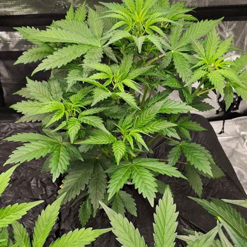 Fairy cake -(Mephisto) V2 growlog timeline photo