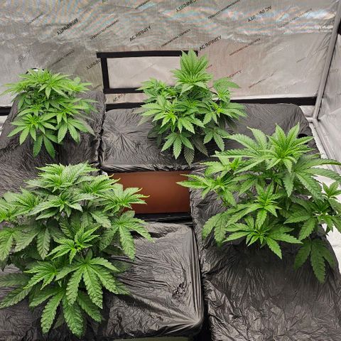 Motorbreath x Black Velvet growlog timeline photo
