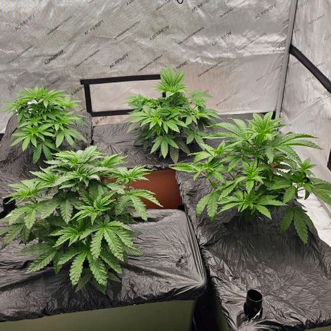Motorbreath x Black Velvet growlog timeline photo
