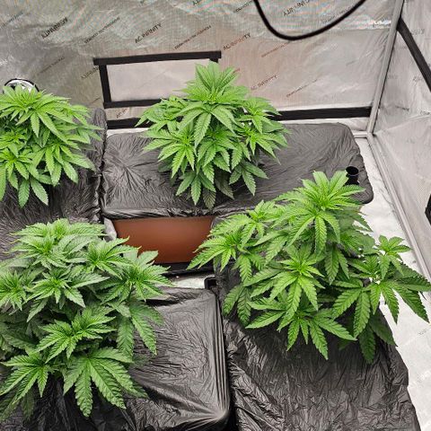 Motorbreath x Black Velvet growlog timeline photo