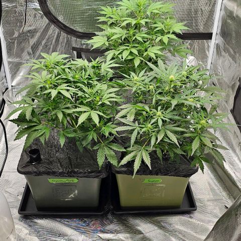Fairy Cake V1 -(Mephisto) growlog timeline photo