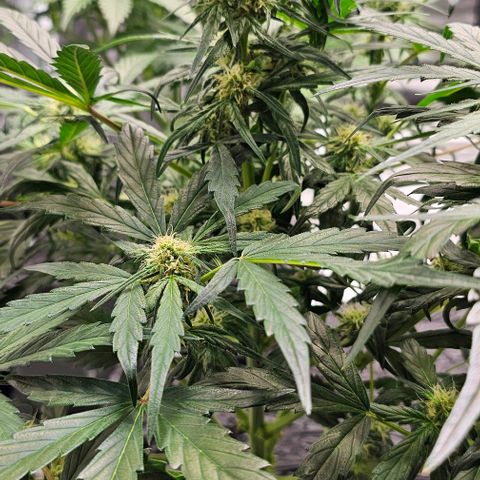 Fairy Cake V1 -(Mephisto) growlog timeline photo