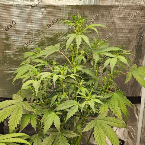Fairy cake -(Mephisto) V2 growlog timeline photo