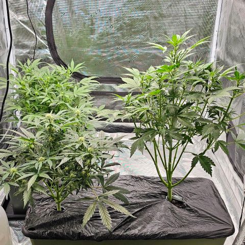Fairy Cake V1 -(Mephisto) growlog timeline photo