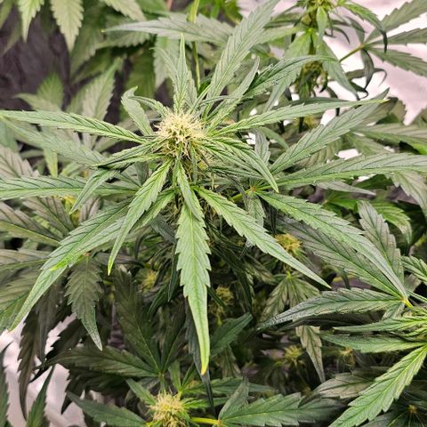 Fairy Cake V1 -(Mephisto) growlog timeline photo