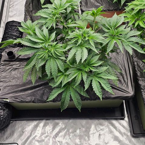 Granny's Apple Sass growlog timeline photo