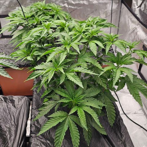 AB x PR growlog timeline photo