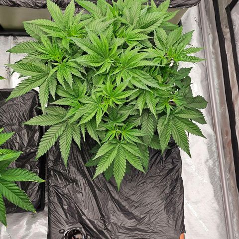 Motorbreath x Black Velvet growlog timeline photo