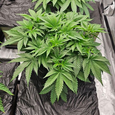 Motorbreath x Black Velvet growlog timeline photo