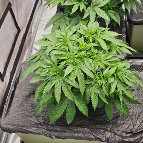 Hard Apples growlog timeline photo